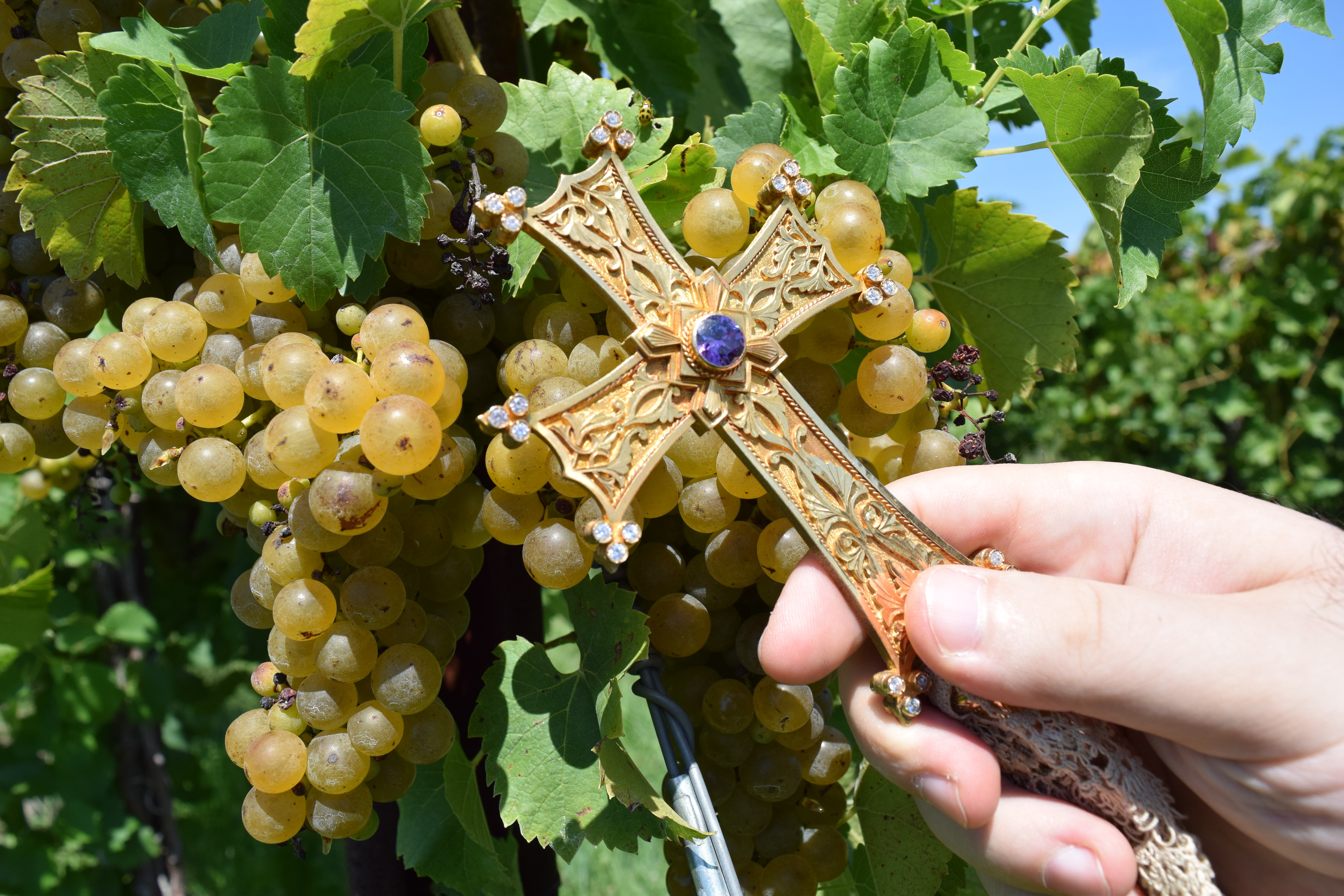 Blessing of the grapes